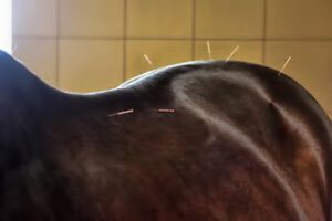 Akupunktura konia