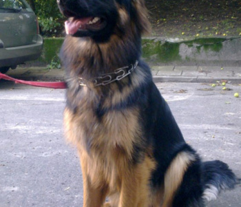 Dora