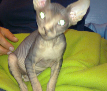 Filon