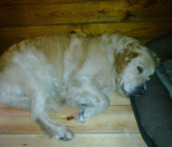 Goldek