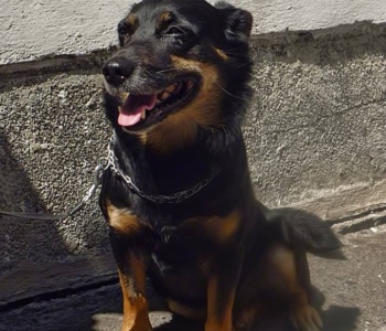 Maks