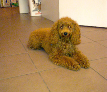 Rufik