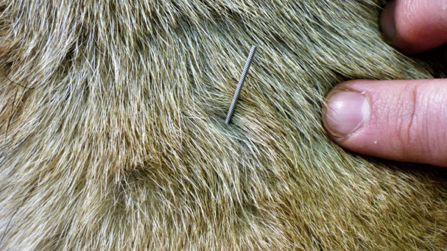 Zabieg akupunktury u owczarka